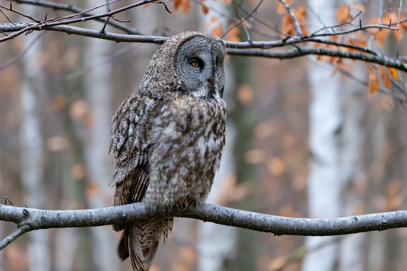 Great grey owl perched still on a bare branch in a birch forest during autumn