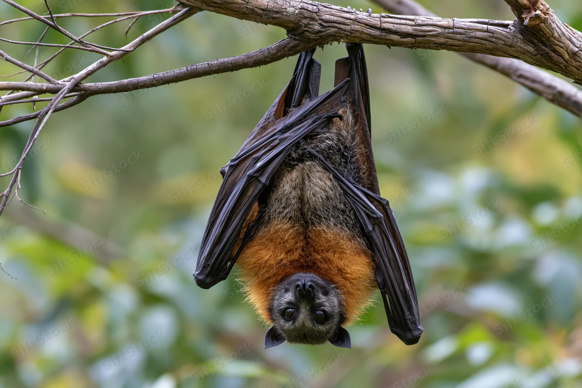Grey-headed flying fox hanging upside down from a tree branch in a forest setting
