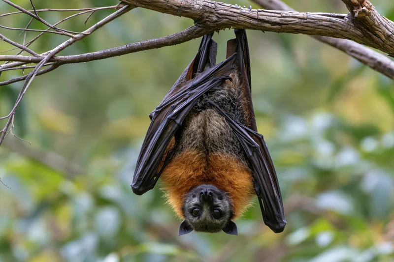 Grey-headed flying fox hanging upside down from a tree branch in a forest setting
