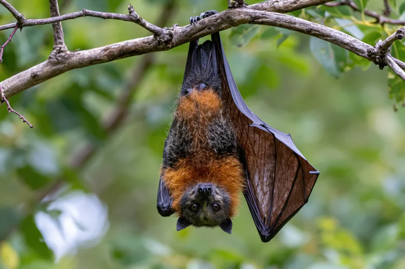 Grey-headed flying fox hanging upside down from a tree branch in a green forest setting