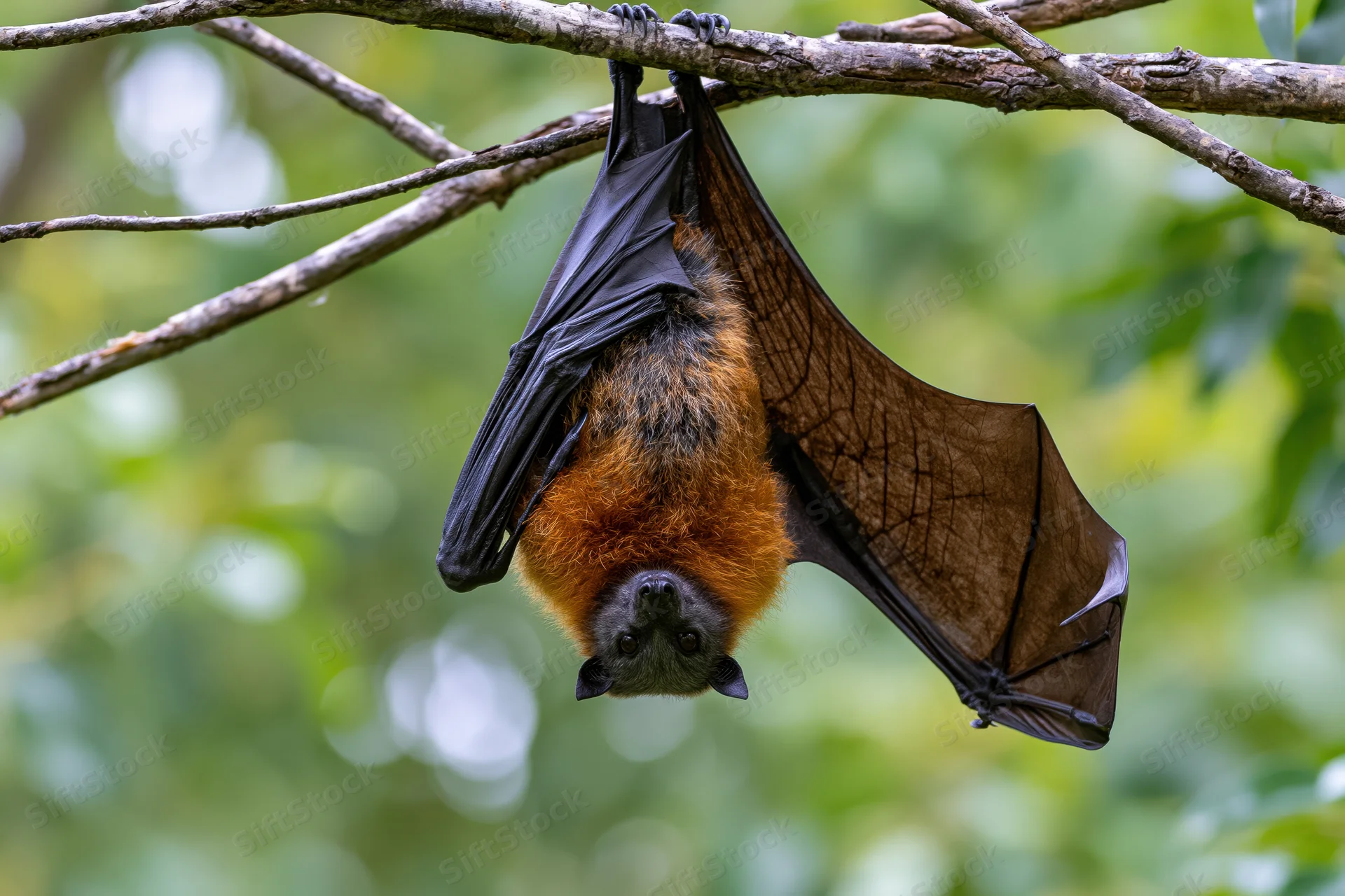 Grey-headed flying fox hanging upside down from a tree branch in a forest setting