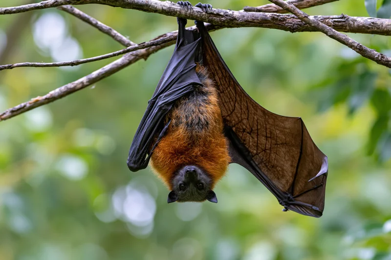 Grey-headed flying fox hanging upside down from a tree branch in a forest setting