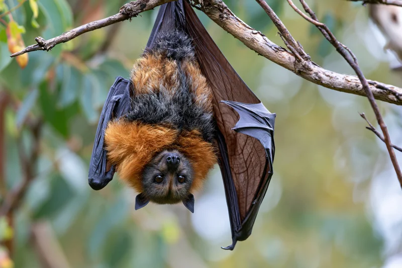 Grey-headed flying fox hanging upside down from a tree branch in a forest setting