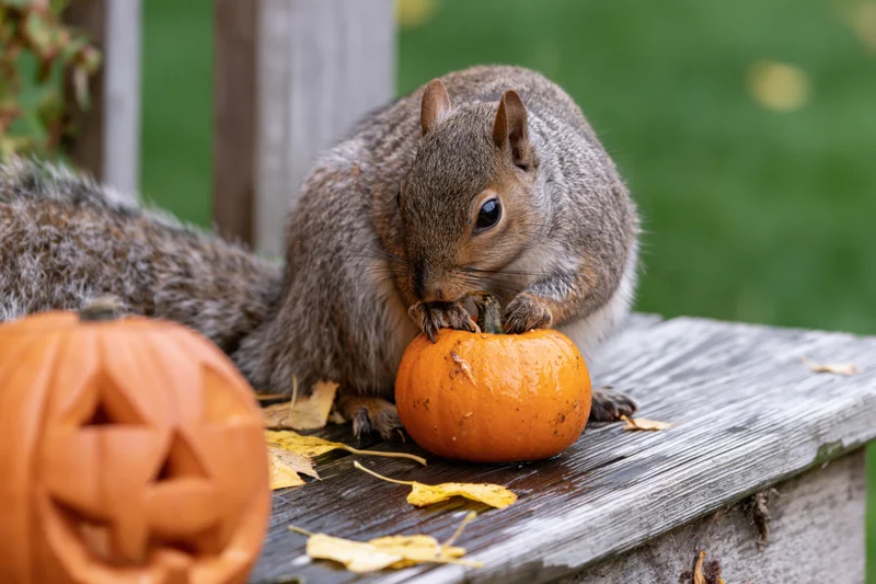 Gray squirrel gnawing on small orange pumpkin stem on wooden bench beside carved jack-o-lantern