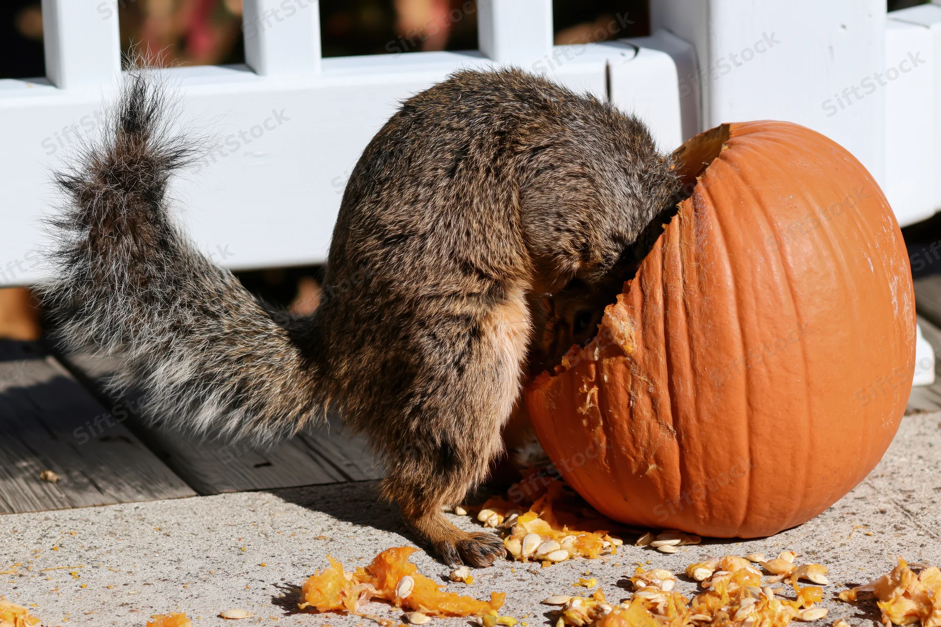 Squirrel eating pumpkin on a wooden deck with scattered seeds and orange rind around it