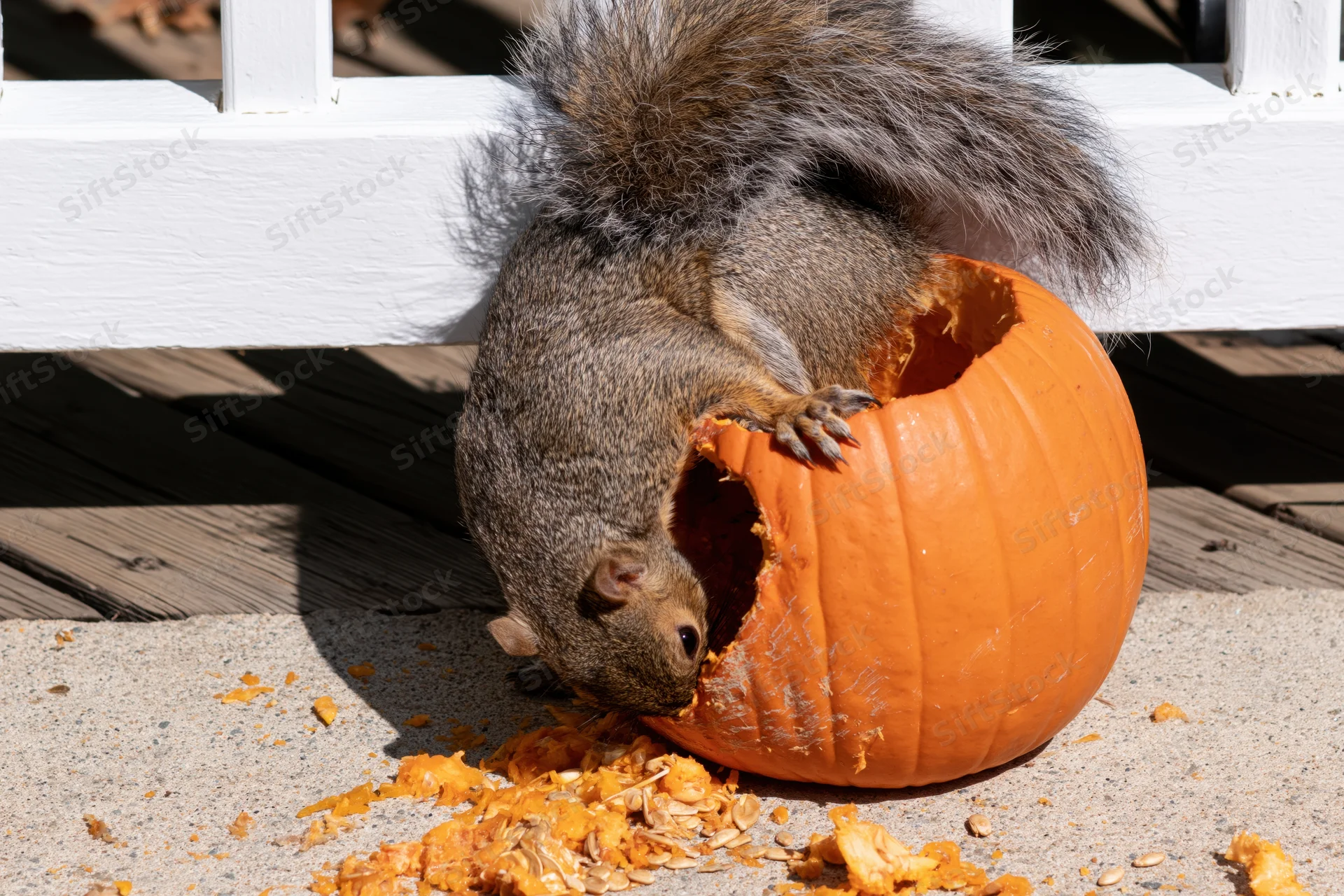 Gray squirrel eating from a hollowed-out pumpkin on a porch deck
