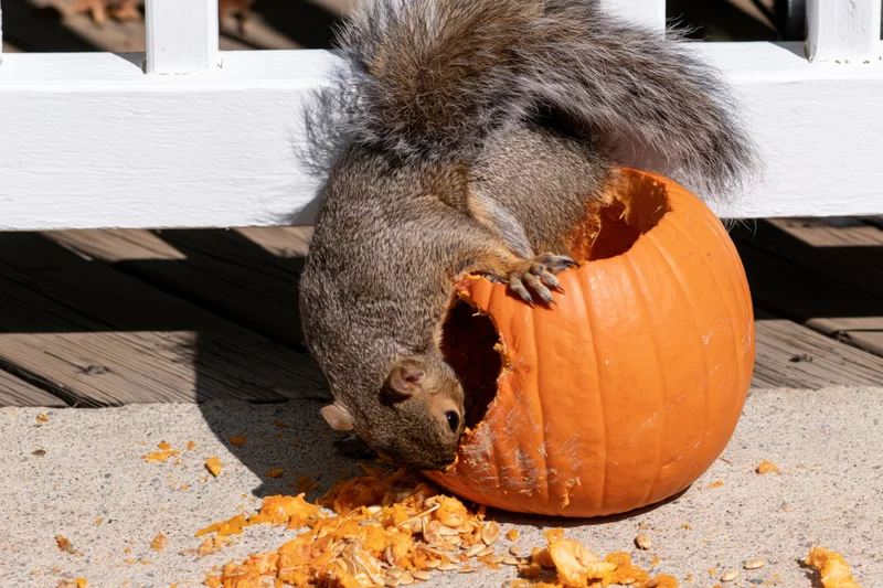 Gray squirrel eating from a hollowed-out pumpkin on a porch deck