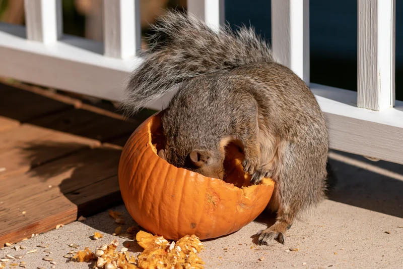 Gray squirrel eating from a hollowed pumpkin on a wooden deck beside a white railing