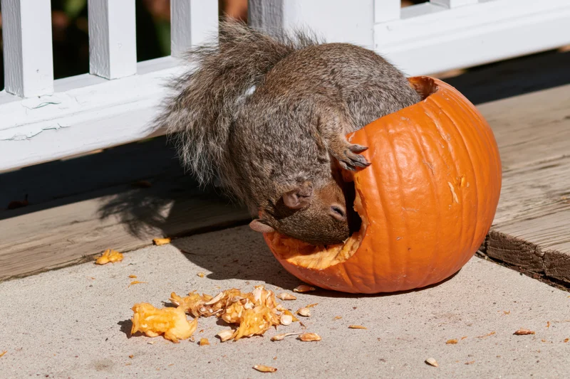 Gray squirrel eating from a carved pumpkin on a porch deck