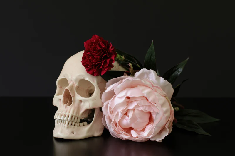 Human skull model beside pink peony and red carnation on dark surface