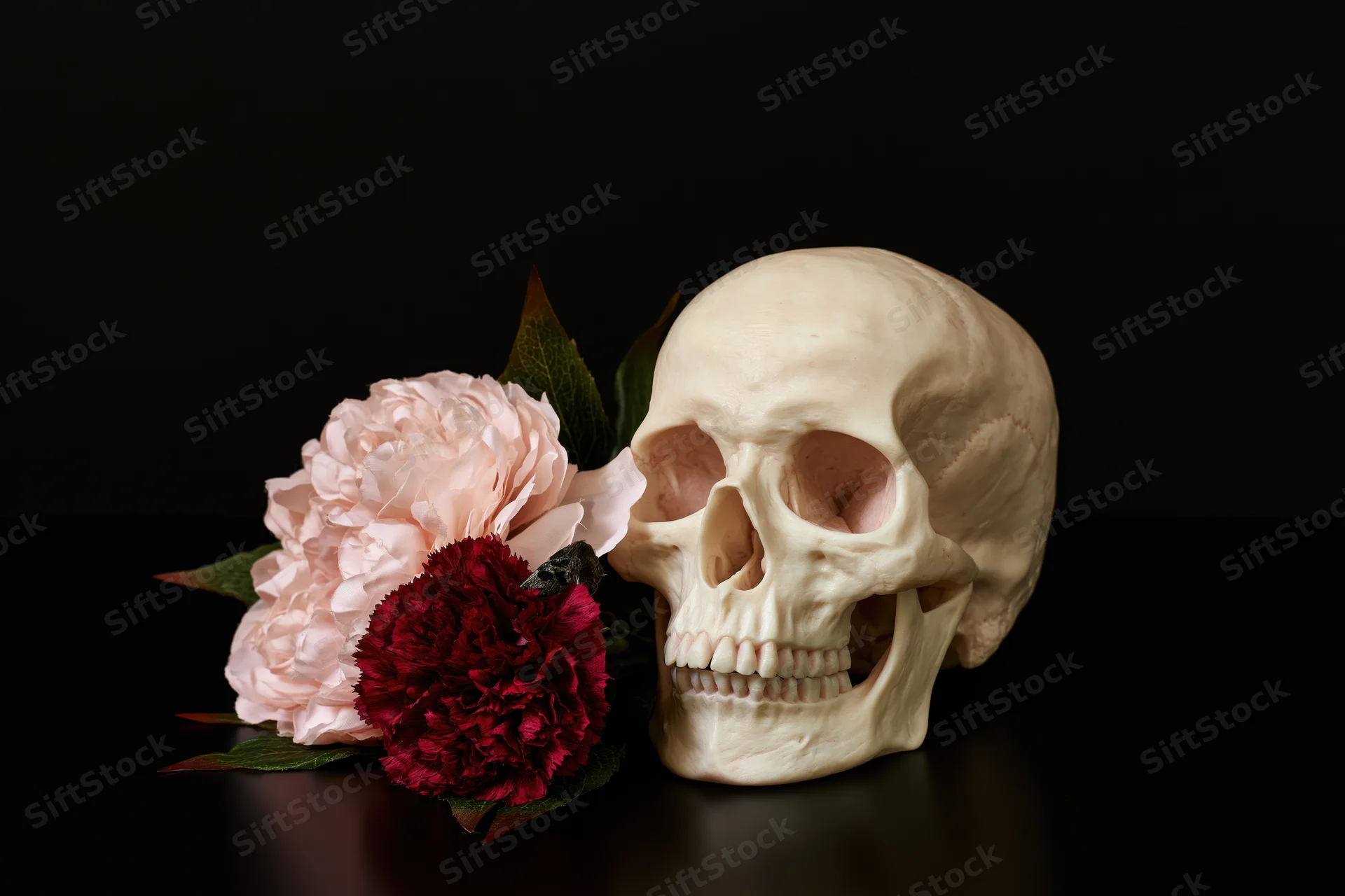 Human skull model beside pink peony and red carnation on black surface