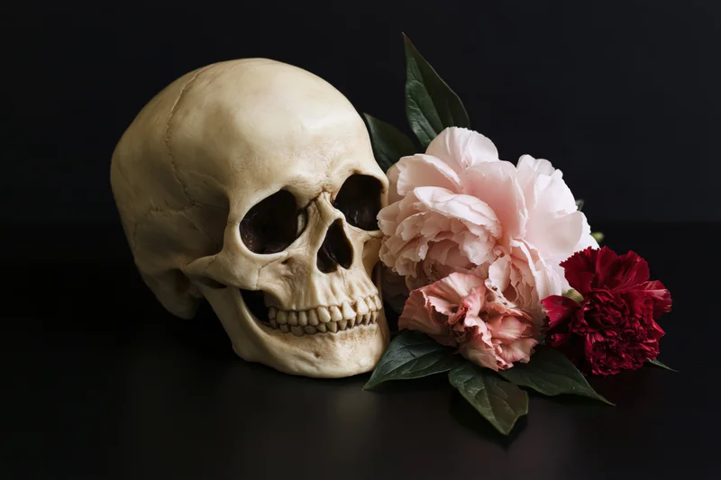 Human skull model beside pink and red peonies and carnations on dark surface