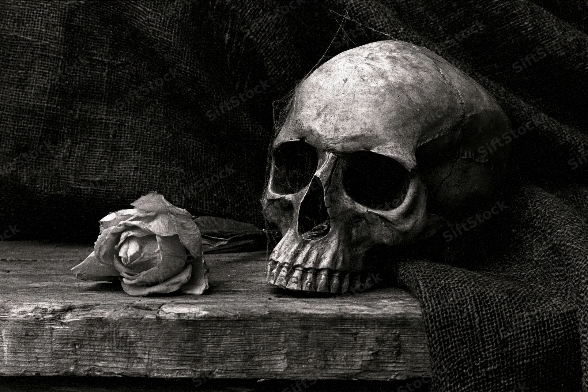 Human skull resting beside a withered rose on a weathered wooden surface draped with burlap