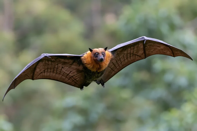 Flying fox bat in midflight with wings fully extended over green foliage