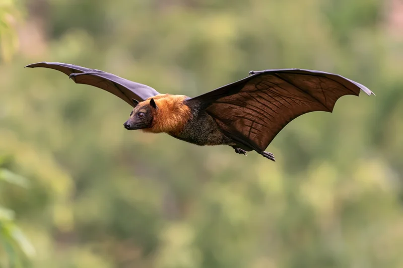 Flying fox bat in mid-flight with wings fully extended over green forest background