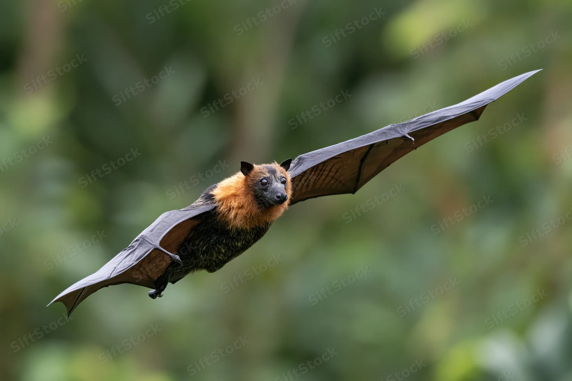 Flying fox bat in midair with wings fully extended over green forest canopy