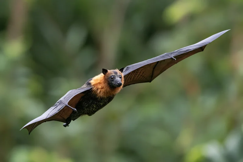 Flying fox bat in midair with wings fully extended over green forest canopy