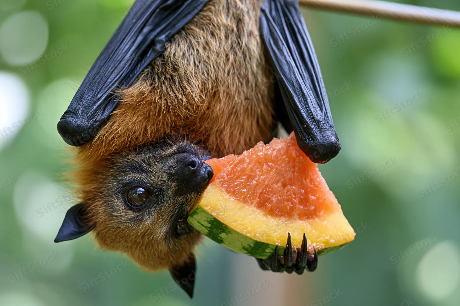 Fruit bat hanging upside down from a wire eating a slice of watermelon in a green outdoor setting