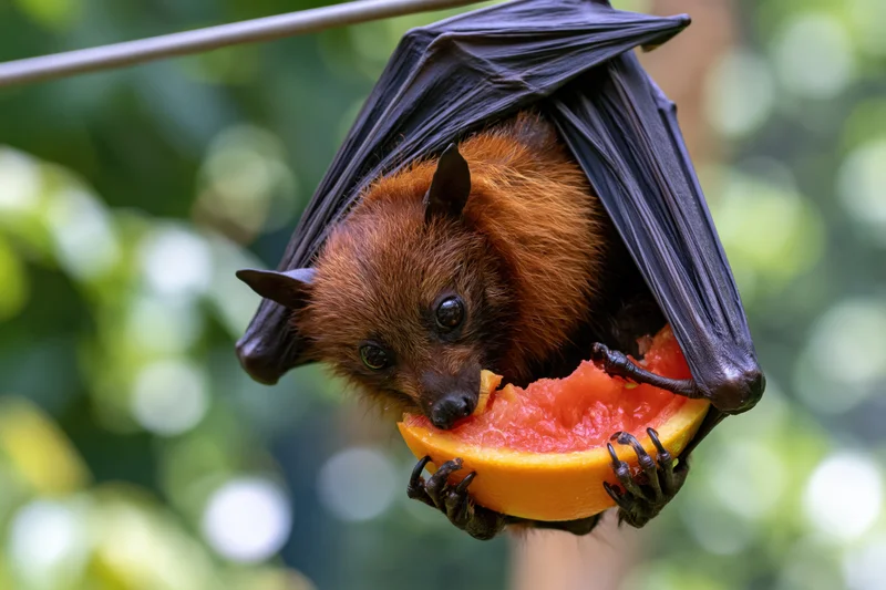 Fruit bat hanging upside down from a wire eating a slice of watermelon in a green outdoor setting