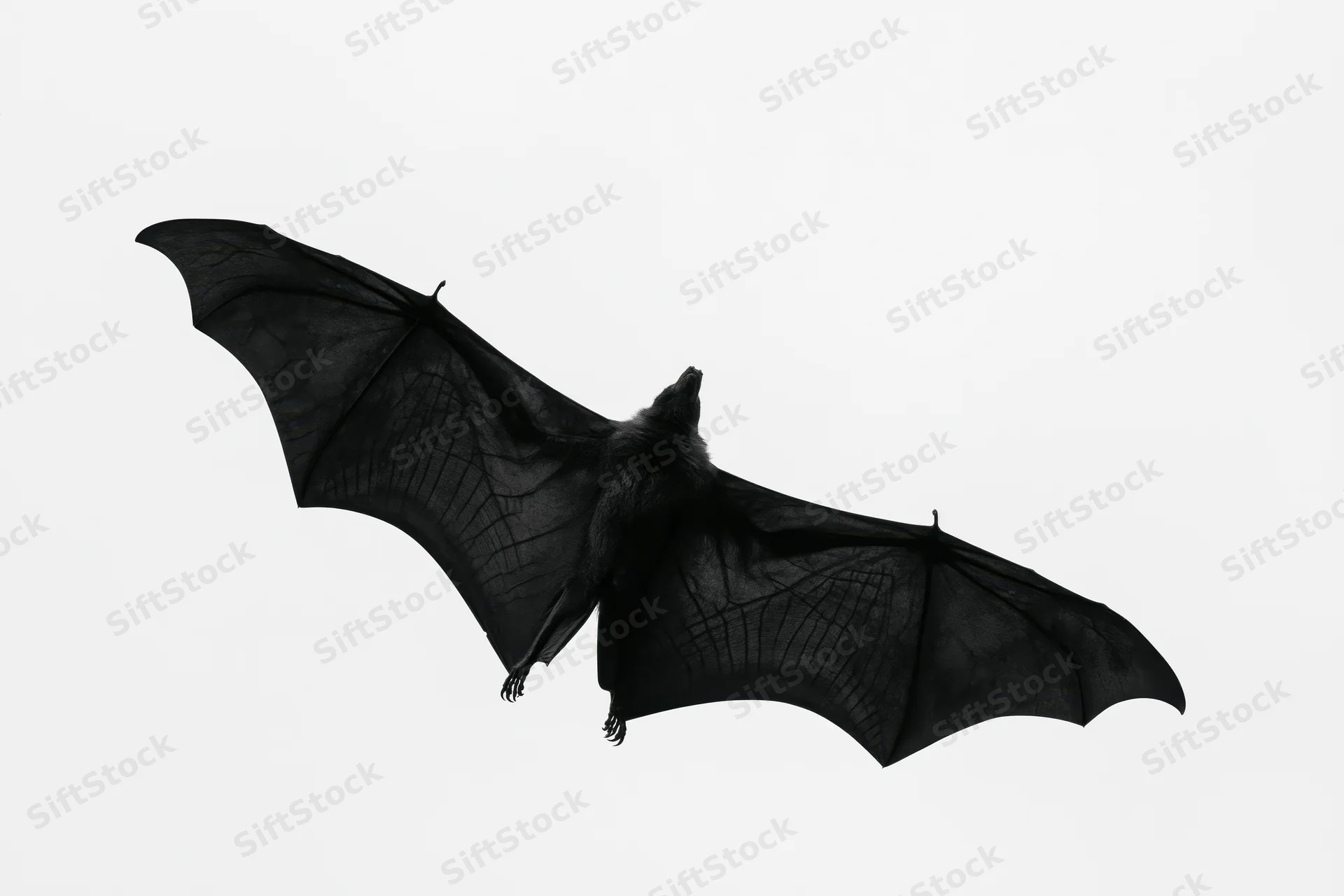 Fruit bat in mid-flight with wings fully spread against white background