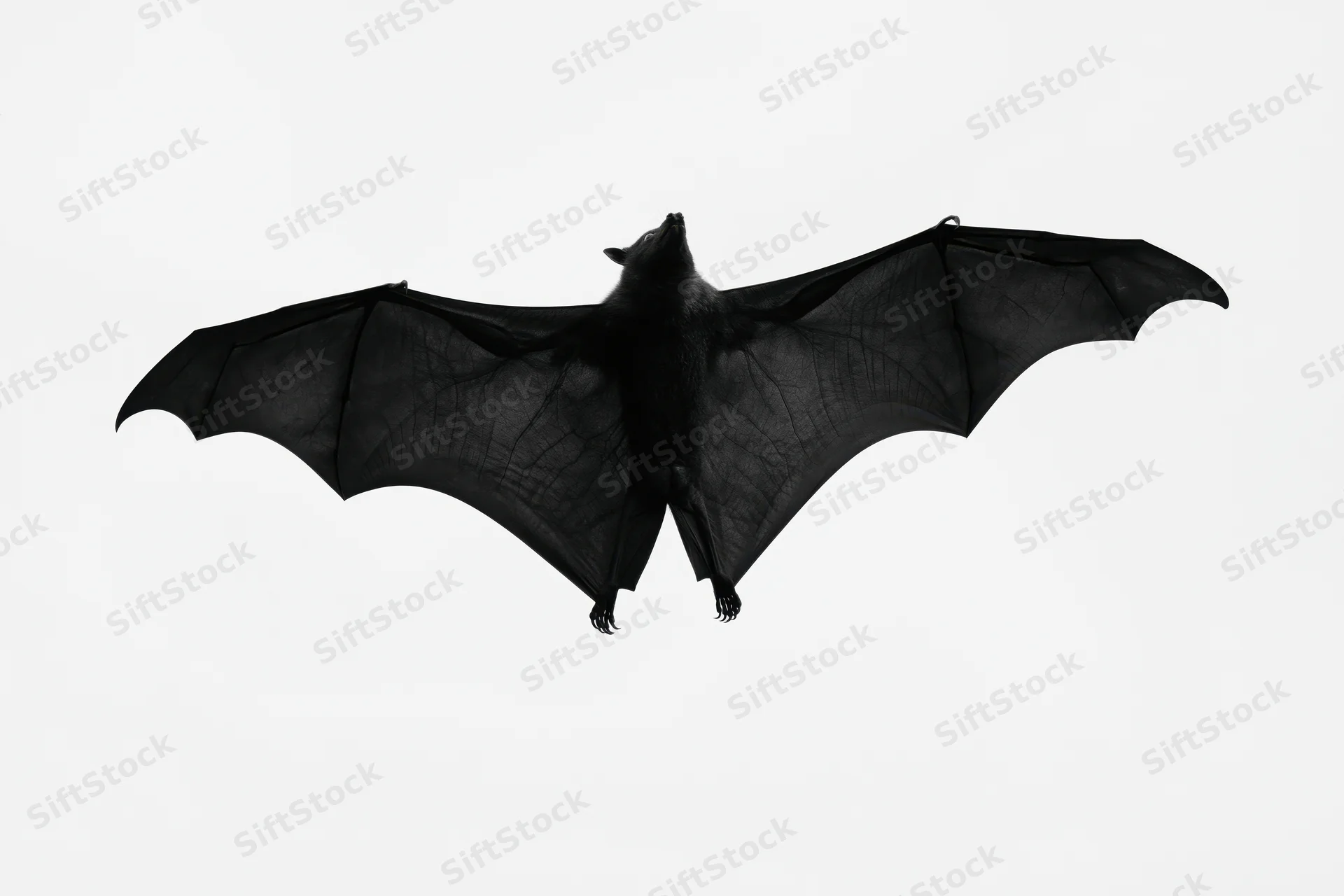 Fruit bat in mid-flight with wings fully spread against white background
