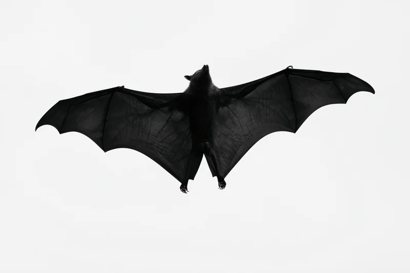 Fruit bat in mid-flight with wings fully spread against white background
