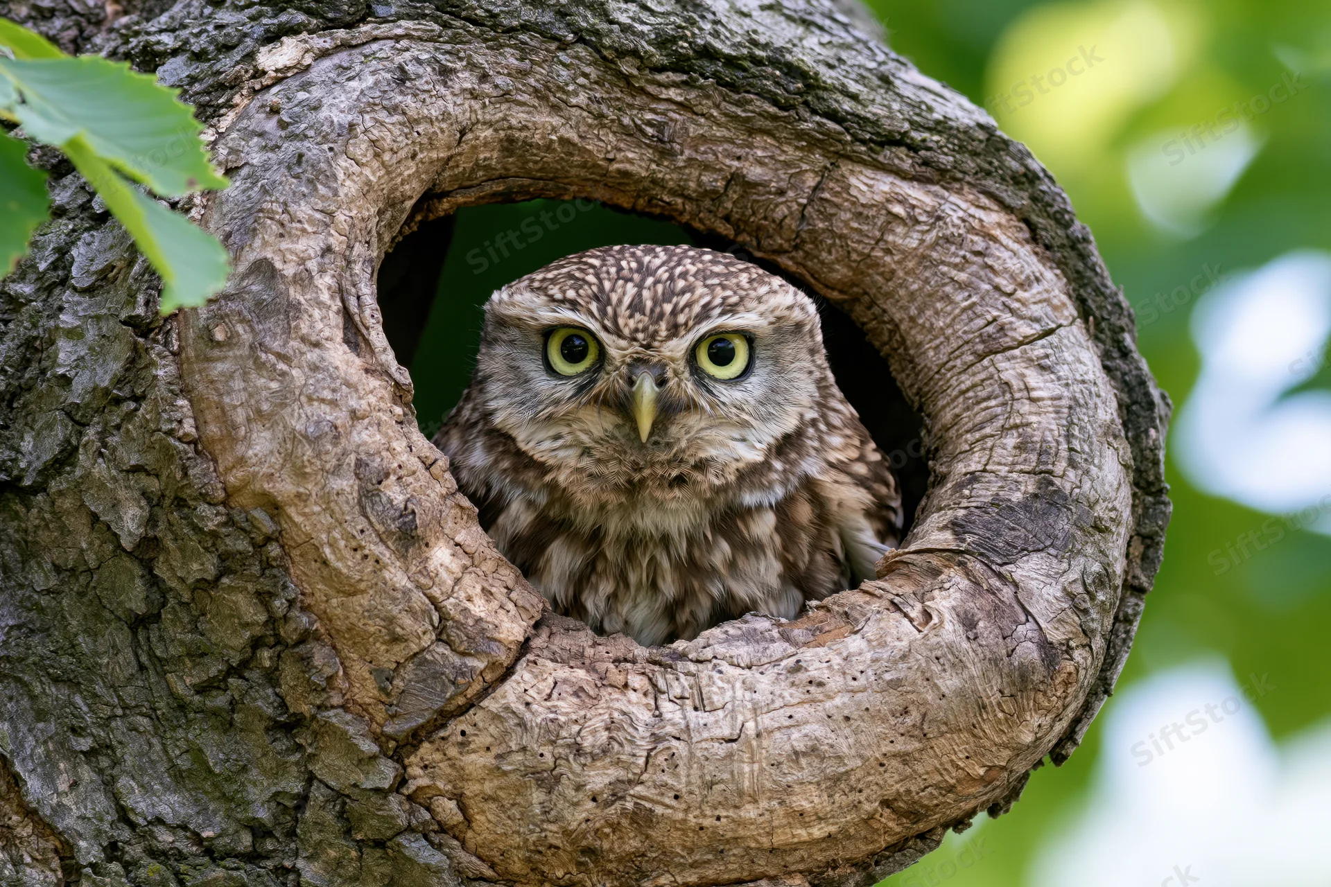 Little owl peering out from a natural hollow in a gnarled tree trunk