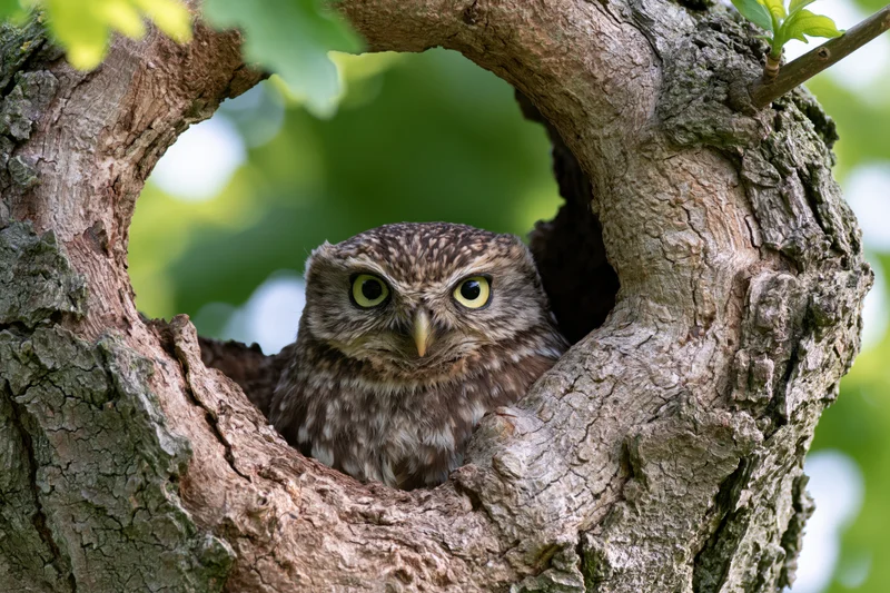 Little owl peeking from a hollow in a gnarled tree trunk surrounded by green foliage