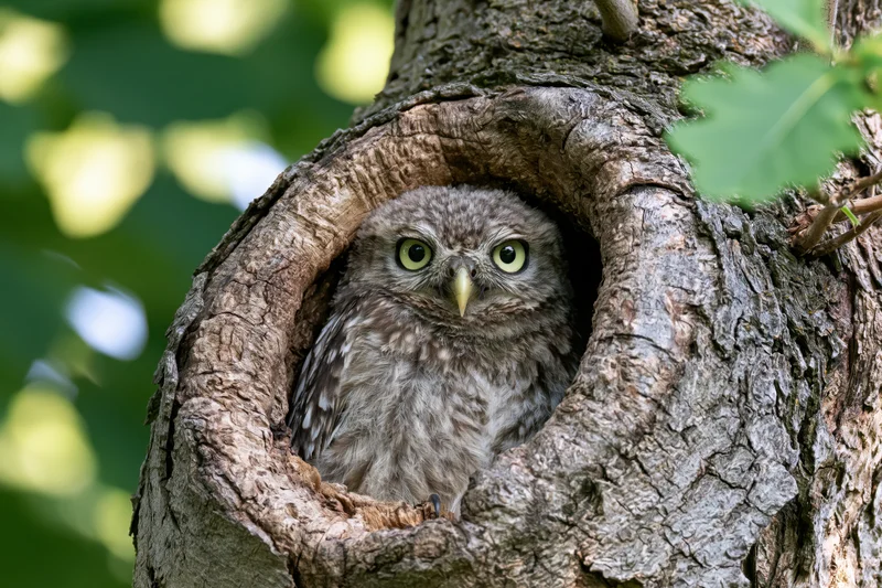 Little owl peering from a tree hollow in a forest setting