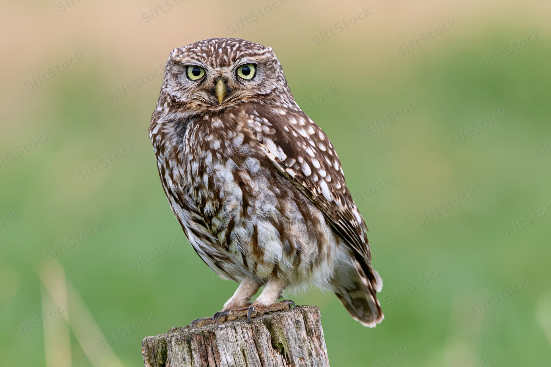 Little owl perched upright on a weathered wooden post stump in a grassy field