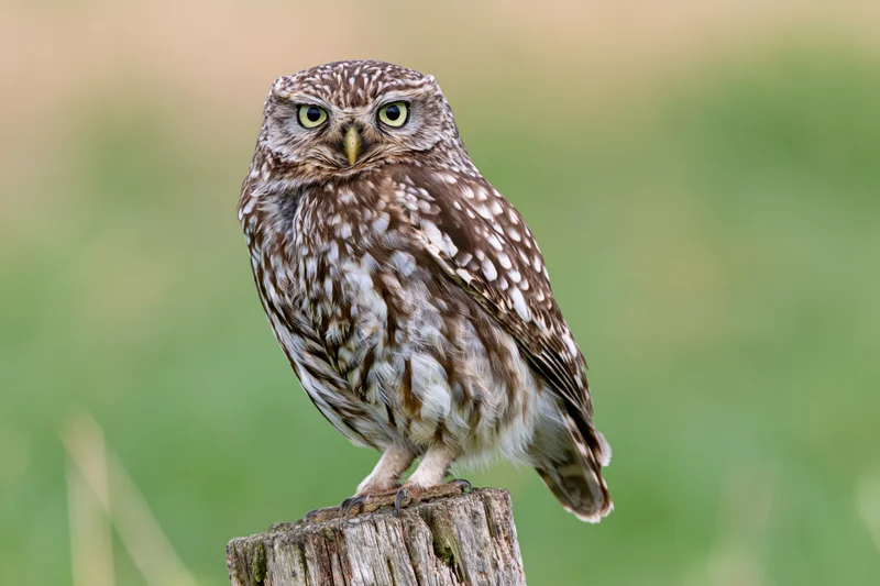 Little owl perched upright on a weathered wooden post stump in a grassy field