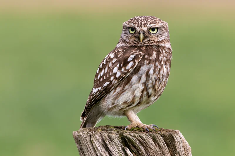 Little owl perched upright on a weathered wooden post stump in a green field