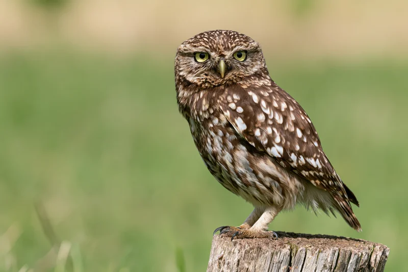 Little owl perched upright on a weathered wooden post stump in a grassy field
