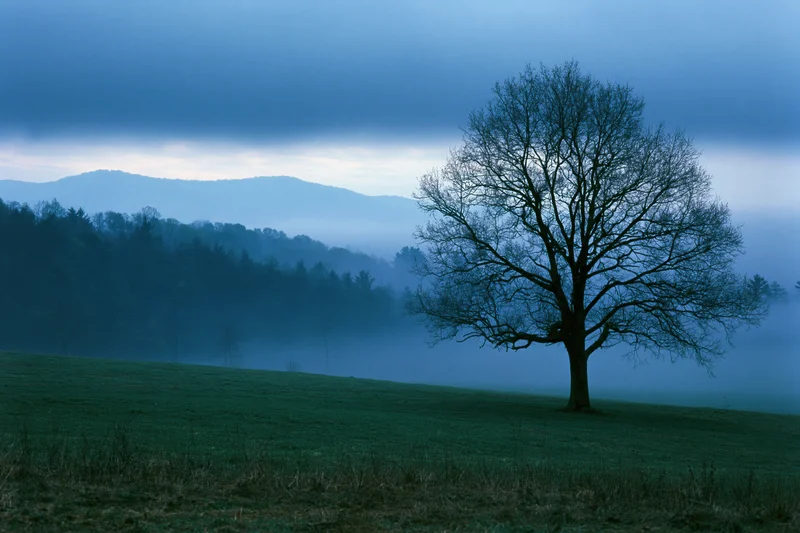 Lone bare deciduous tree on a grassy hill under misty twilight sky