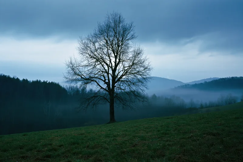 Lone bare deciduous tree on a gently sloping green hill under overcast sky with misty mountains in background
