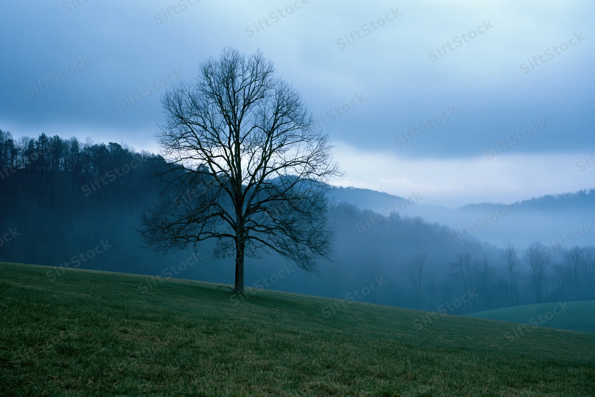 Bare deciduous tree on a grassy hill under overcast sky with misty forested mountains in background