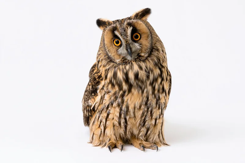 Long-eared owl perched upright facing camera on white background