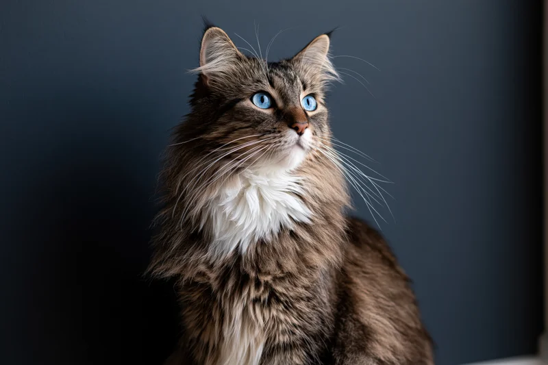 Long-haired tabby cat with blue eyes and white chest sitting alertly against dark background