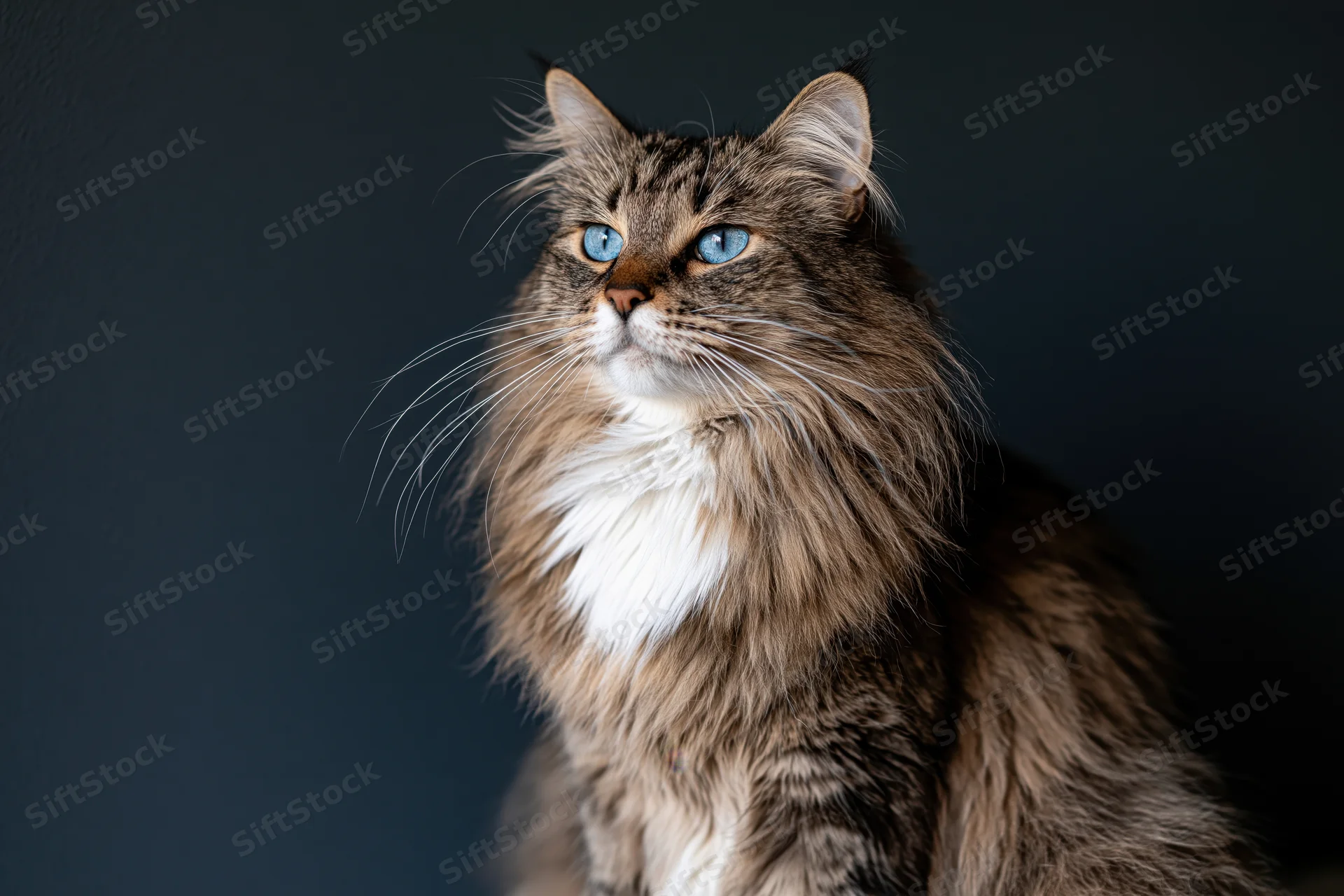 Long-haired tabby cat with blue eyes and white chest sitting in profile against dark background