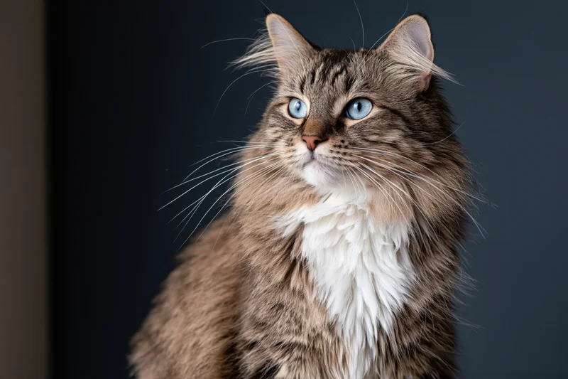 Long-haired tabby cat with blue eyes and white chest sitting in studio portrait