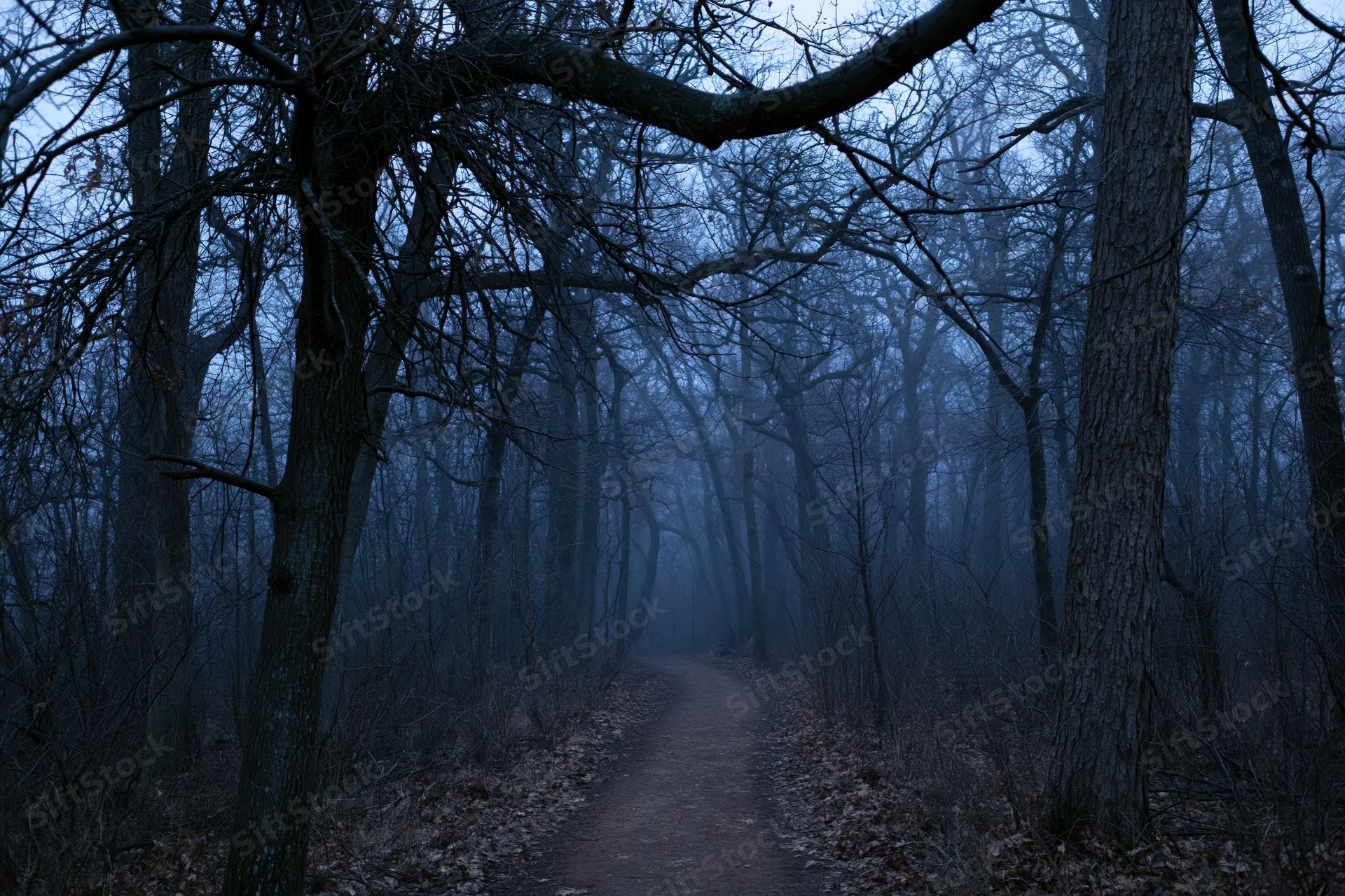 Narrow dirt path winding through foggy forest at twilight