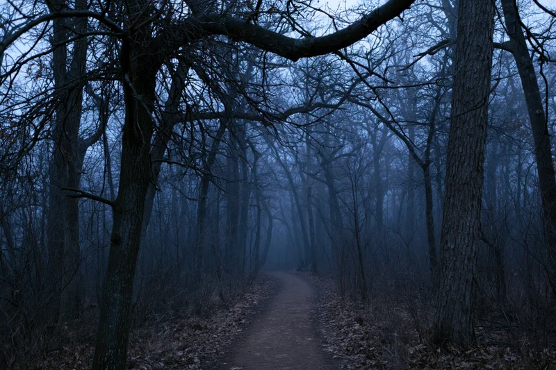 Narrow dirt path winding through foggy forest at twilight