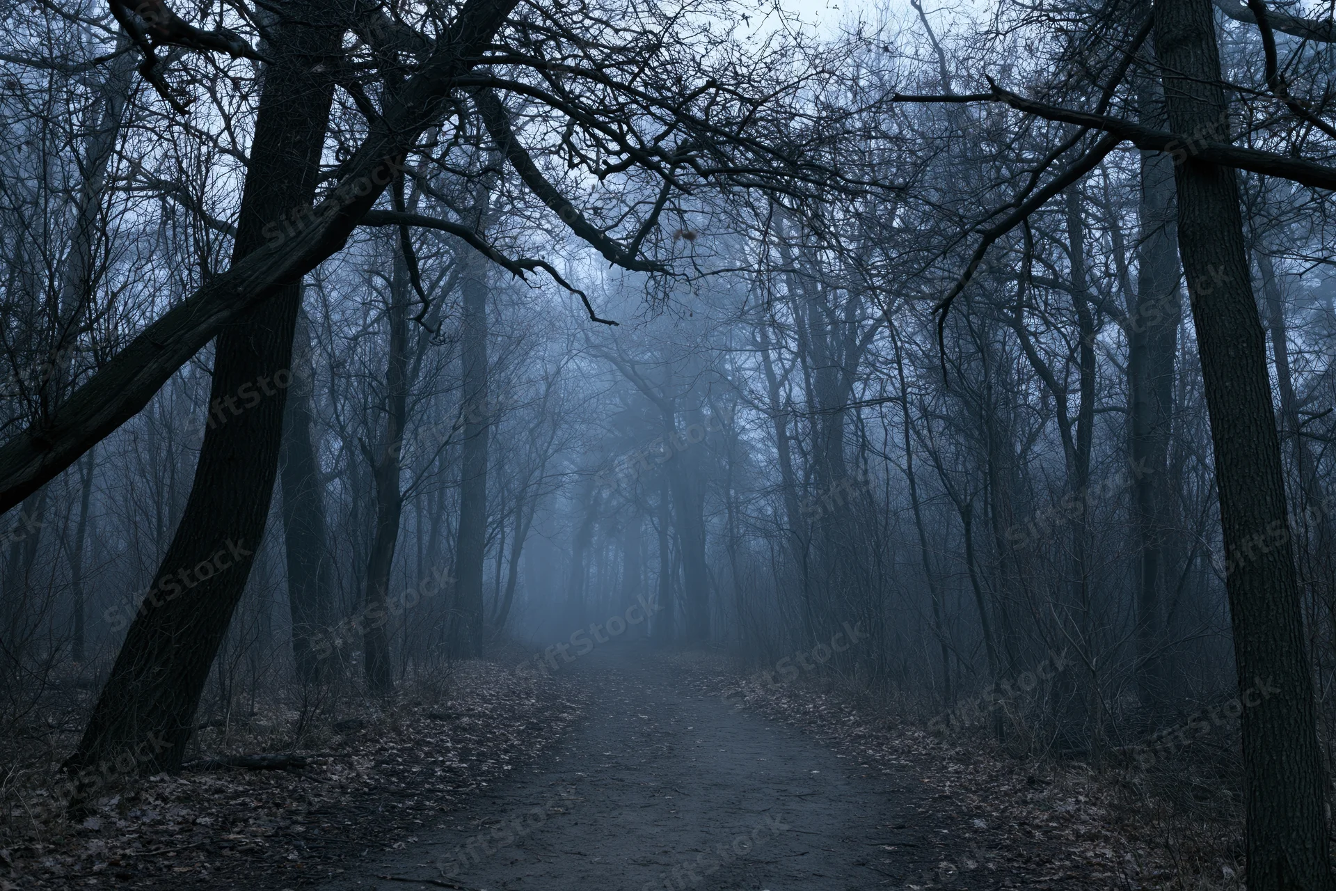 Narrow dirt path winding through foggy forest with bare trees and dim light