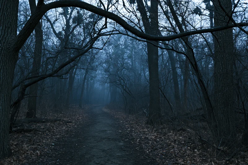 Narrow dirt path winding through foggy forest with bare trees at twilight