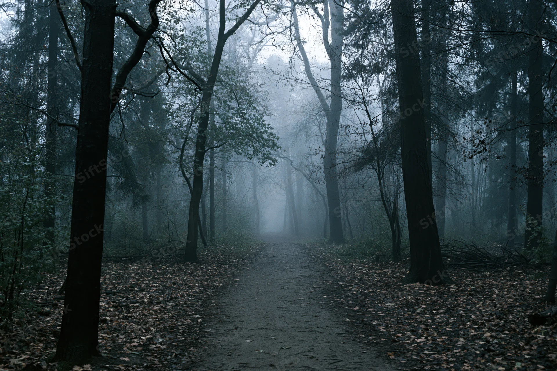 Narrow dirt path winding through foggy forest with tall trees and fallen leaves