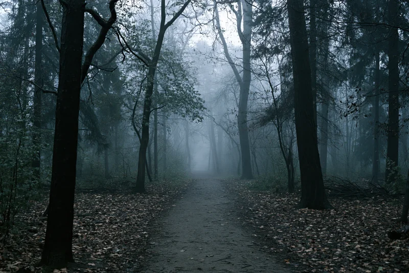Narrow dirt path winding through foggy forest with tall trees and fallen leaves
