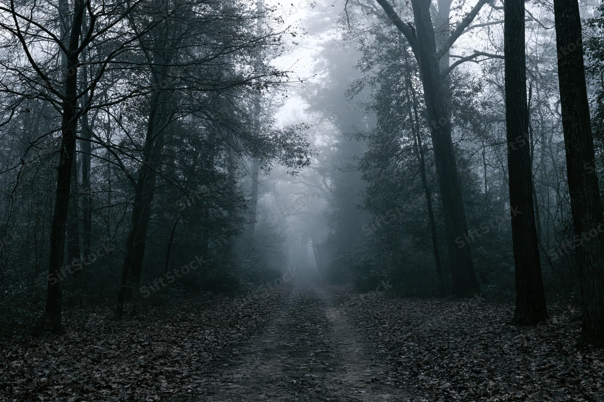 Narrow dirt path winding through foggy forest with bare trees and fallen leaves