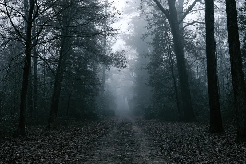 Narrow dirt path winding through foggy forest with bare trees and fallen leaves