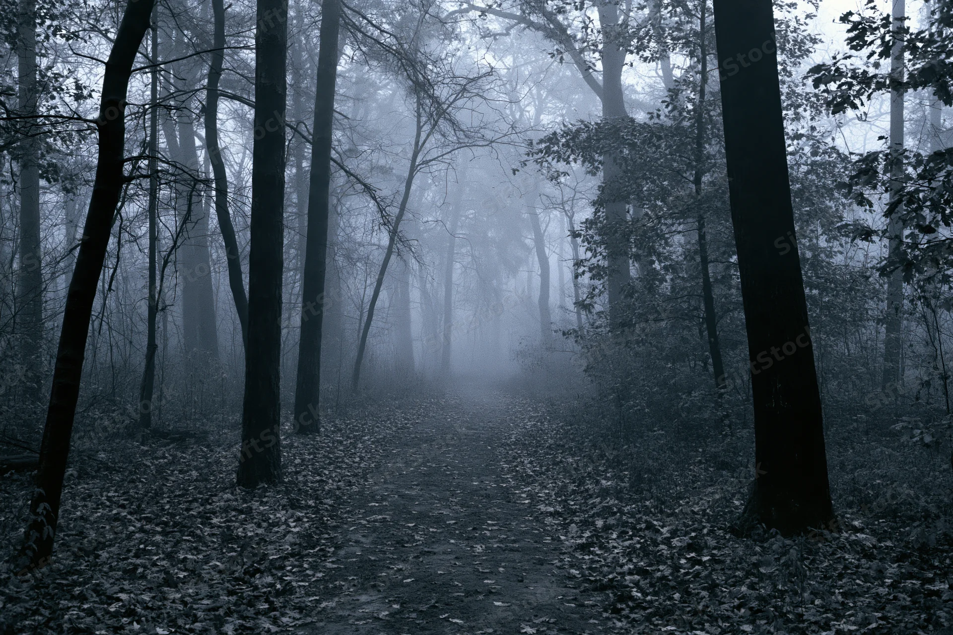 Narrow dirt path winding through foggy forest with tall trees and fallen leaves