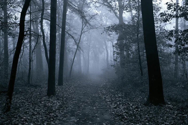 Narrow dirt path winding through foggy forest with tall trees and fallen leaves